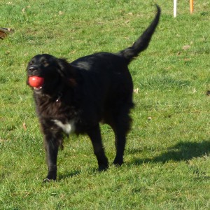 Hund spielt mit Ball auf dem Freilaufgelände
