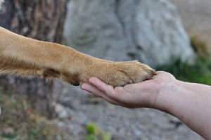 Hund gibt Hand